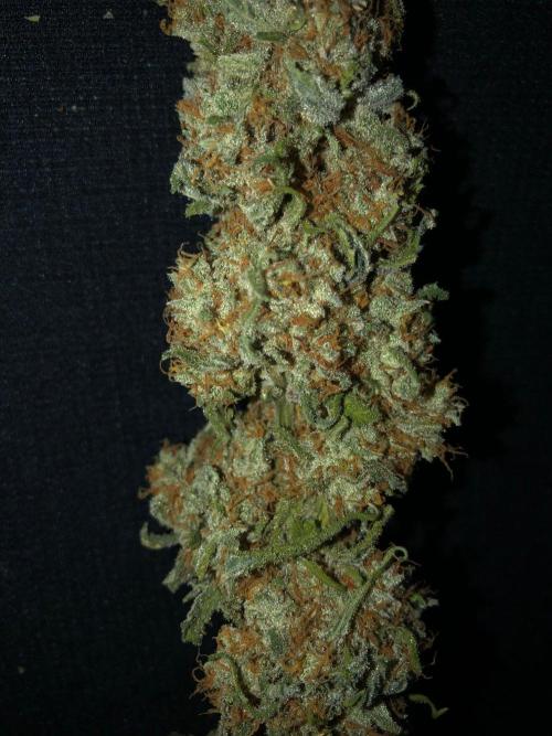 Critical Purple Kush Seedsman Indoor. Week 19