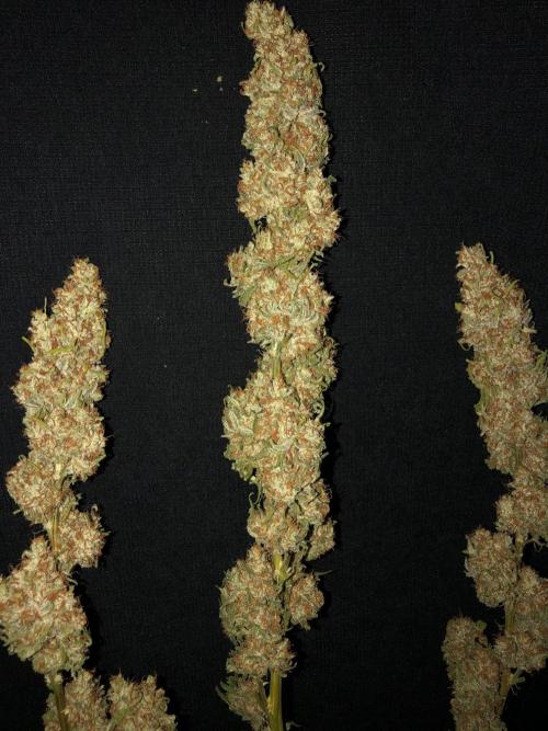 Critical Purple Kush Seedsman Indoor. Week 19