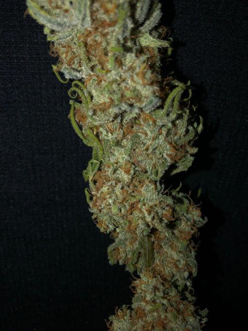 Critical Purple Kush Seedsman Indoor. Week 19