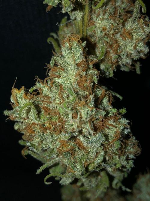 Critical Purple Kush Seedsman Indoor. Week 19