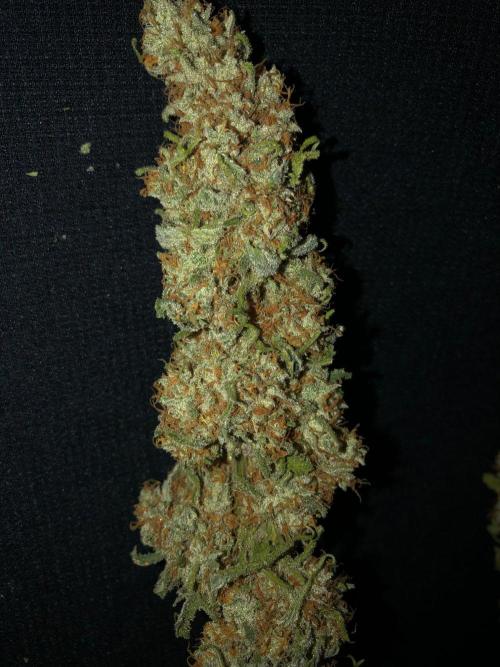 Critical Purple Kush Seedsman Indoor. Week 19