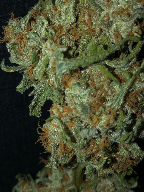 Critical Purple Kush Seedsman Indoor. Week 19