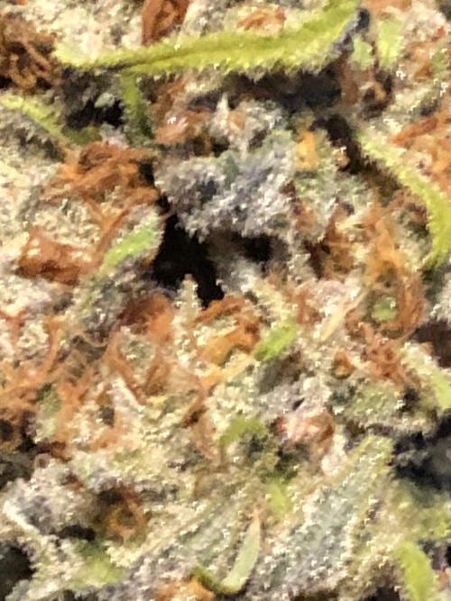 Critical Purple Kush Seedsman Indoor. Week 19