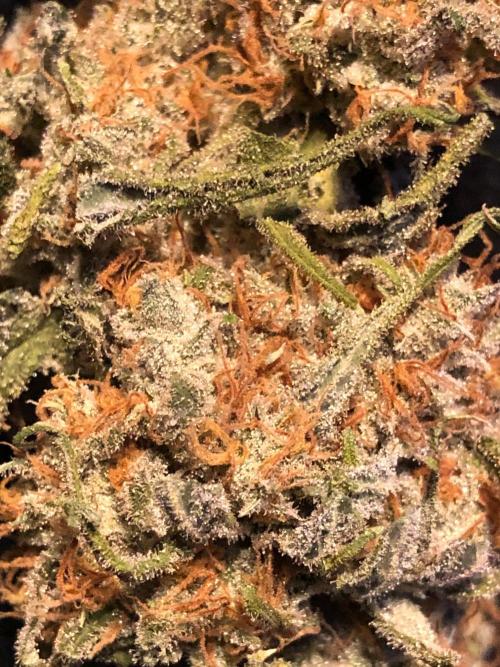 Critical Purple Kush Seedsman Indoor. Week 19