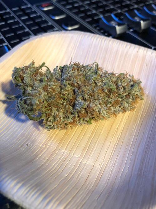 Critical Purple Kush Seedsman Indoor. Week 19