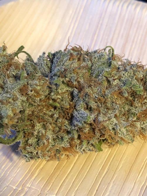 Critical Purple Kush Seedsman Indoor. Week 19