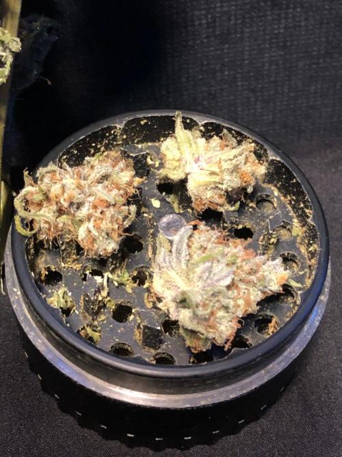 Critical Purple Kush Seedsman Indoor. Week 19