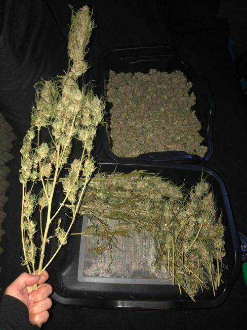 Critical Purple Kush Seedsman Indoor. Week 19
