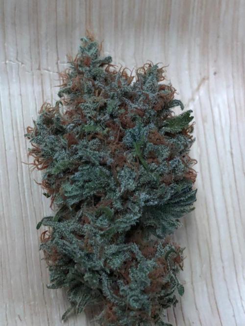 Critical Purple Kush Seedsman Indoor. Week 19