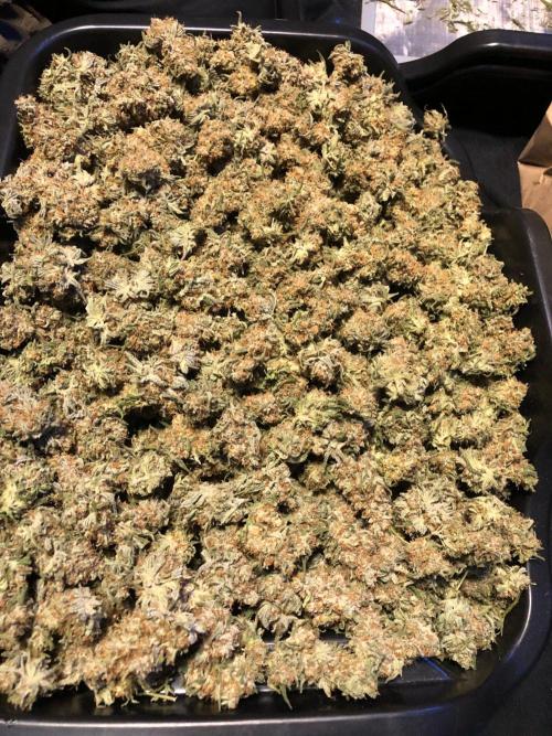 Critical Purple Kush Seedsman Indoor. Week 19