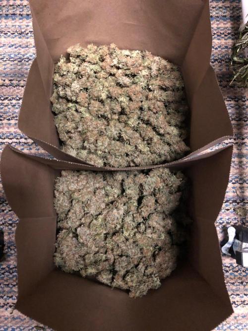 Critical Purple Kush Seedsman Indoor. Week 19