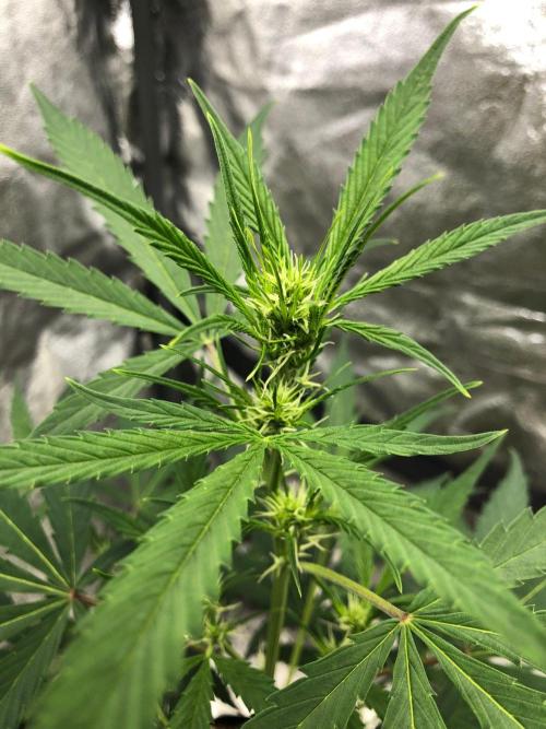 Strawberry Haze Auto Indoor Late Summer. Week 6