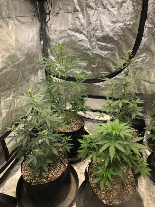 Strawberry Haze Auto Indoor Late Summer. Week 6