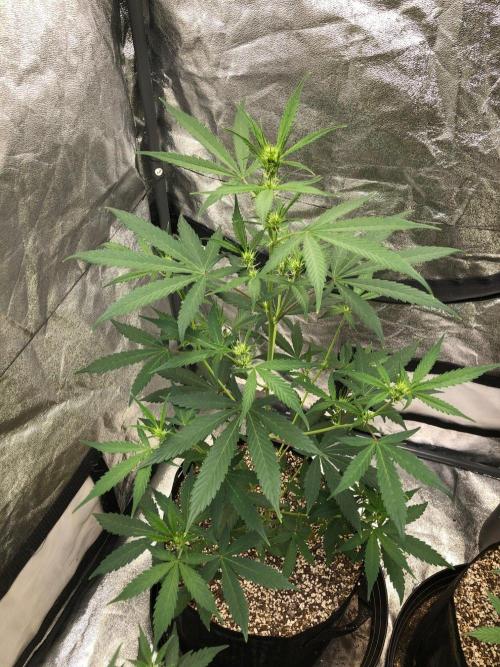 Strawberry Haze Auto Indoor Late Summer. Week 6