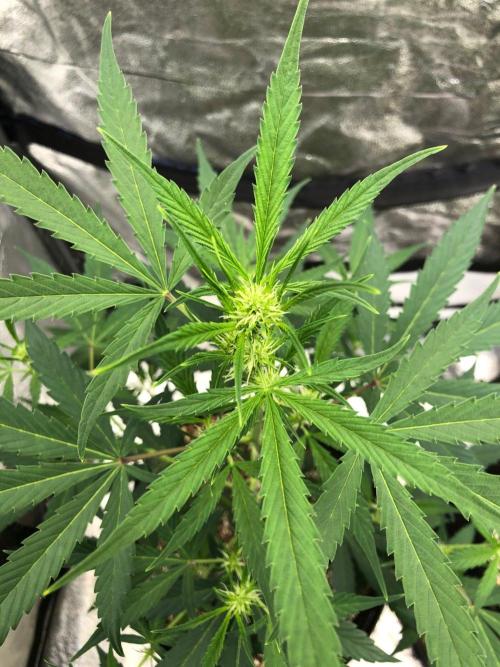 Strawberry Haze Auto Indoor Late Summer. Week 6