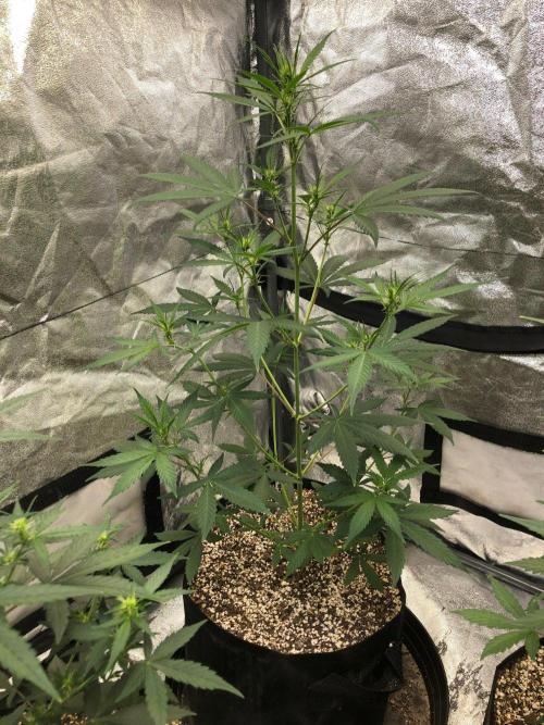 Strawberry Haze Auto Indoor Late Summer. Week 6