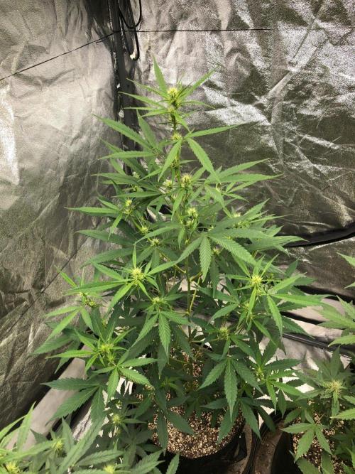 Strawberry Haze Auto Indoor Late Summer. Week 6