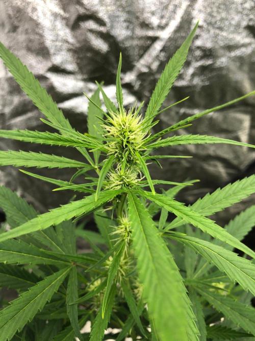 Strawberry Haze Auto Indoor Late Summer. Week 6