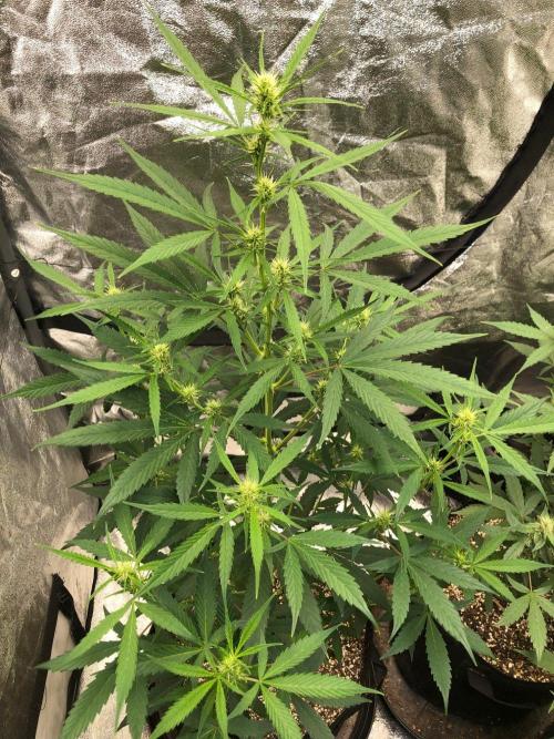 Strawberry Haze Auto Indoor Late Summer. Week 6