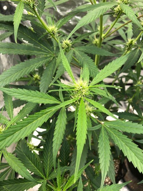 Strawberry Haze Auto Indoor Late Summer. Week 6