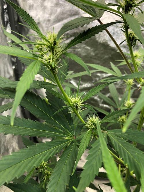 Strawberry Haze Auto Indoor Late Summer. Week 6