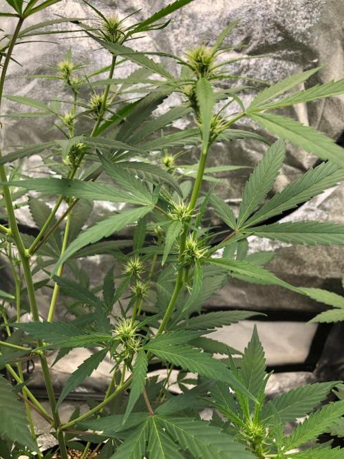 Strawberry Haze Auto. Week 6