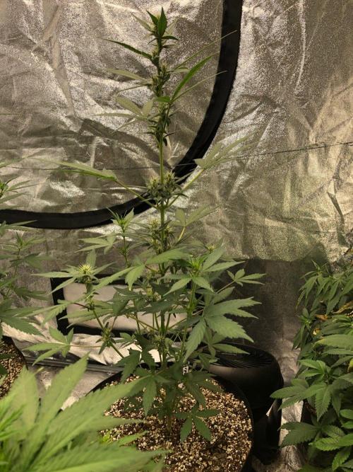 Purple Dream Auto Indoor Late Summer. Week 6