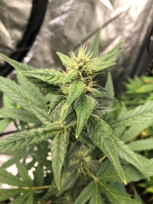 Purple Dream Auto Indoor Late Summer. Week 6