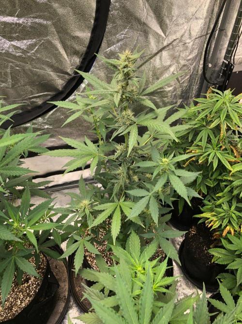 Purple Dream Auto Indoor Late Summer. Week 6