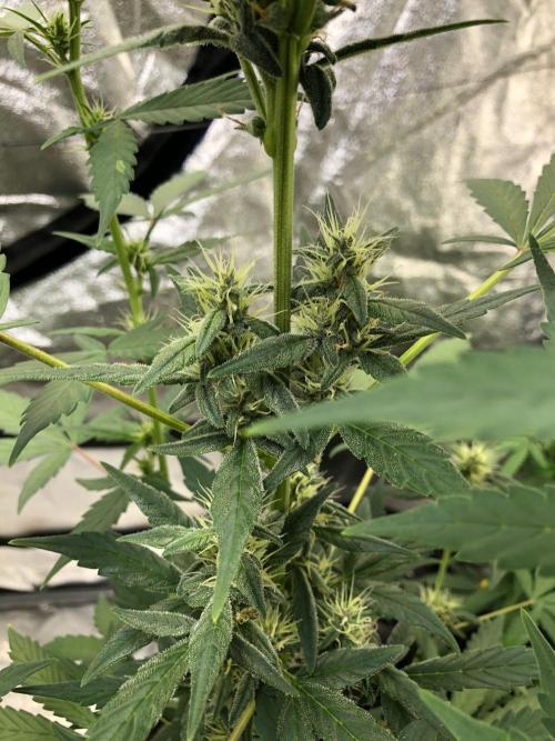 Purple Dream Auto Indoor Late Summer. Week 6