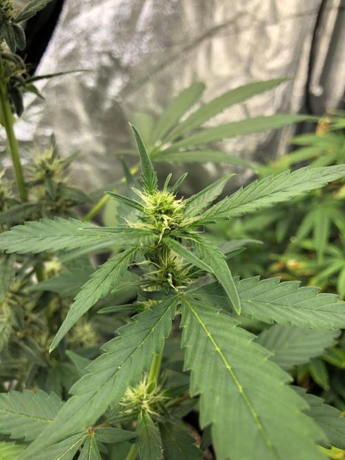 Purple Dream Auto Indoor Late Summer. Week 6