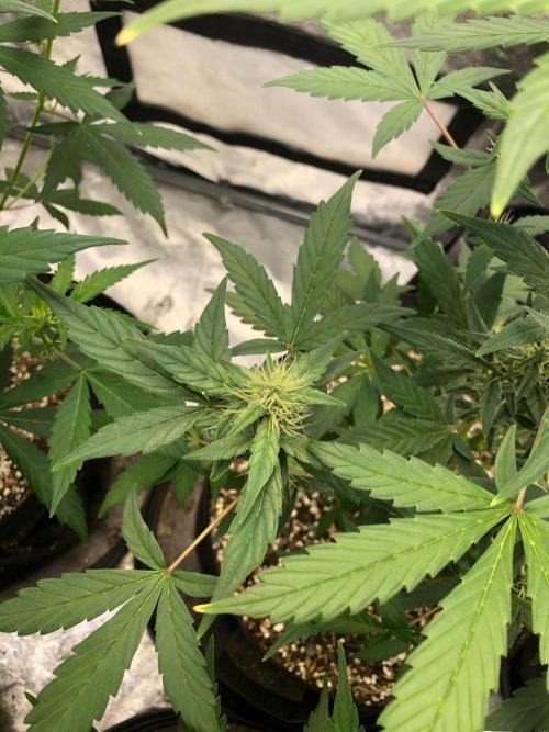 Purple Dream Auto Indoor Late Summer. Week 6