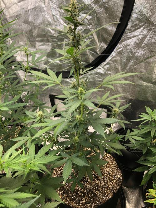 Purple Dream Auto Indoor Late Summer. Week 6