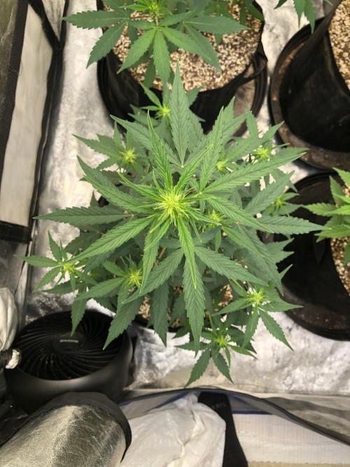 Mikromachine Auto Indoor Late Summer. Week 6