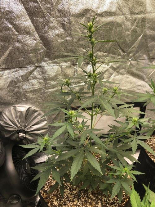 Mikromachine Auto Indoor Late Summer. Week 6