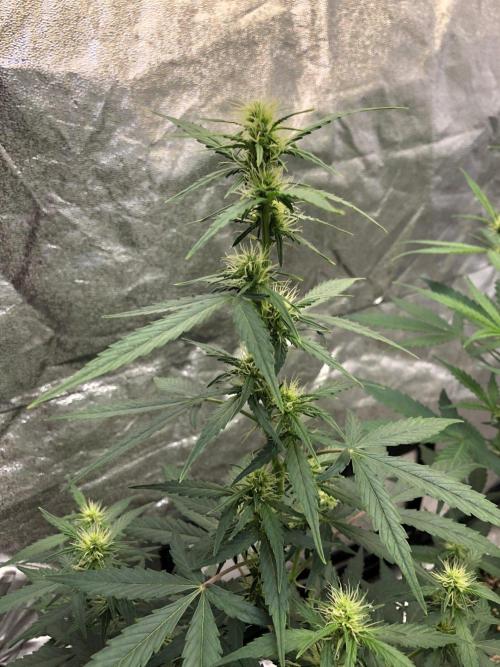 Mikromachine Auto Indoor Late Summer. Week 6