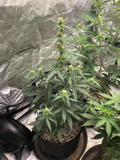 Mikromachine Auto Indoor Late Summer. Week 6
