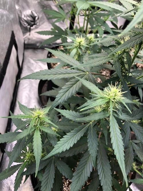Mikromachine Auto Indoor Late Summer. Week 6