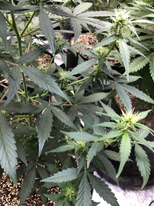 Mikromachine Auto Indoor Late Summer. Week 6