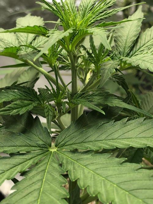 Neville's Haze Auto Spliff Seeds Indoor. Week 5