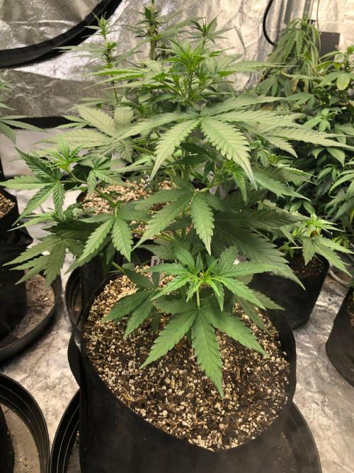 Neville's Haze Auto Spliff Seeds Indoor. Week 5