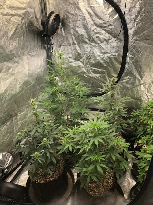 Neville's Haze Auto Spliff Seeds Indoor. Week 5