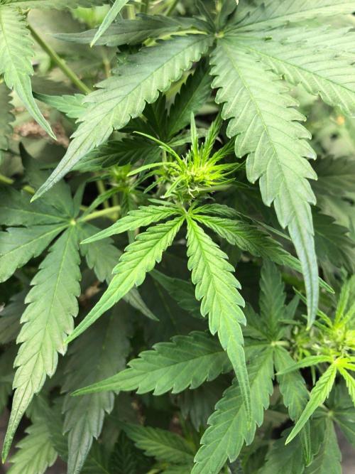 Neville's Haze Auto Spliff Seeds Indoor. Week 5