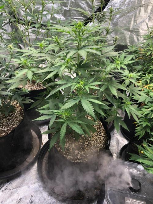 Neville's Haze Auto Spliff Seeds Indoor. Week 5