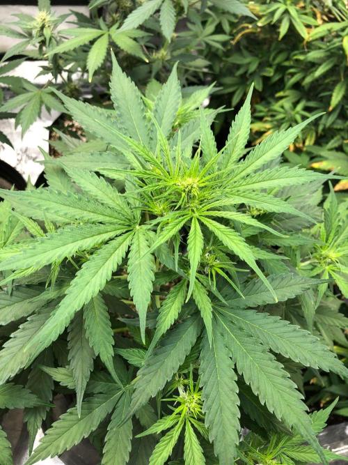 Neville's Haze Auto Spliff Seeds Indoor. Week 5