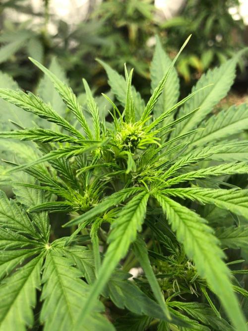 Neville's Haze Auto Spliff Seeds Indoor. Week 5