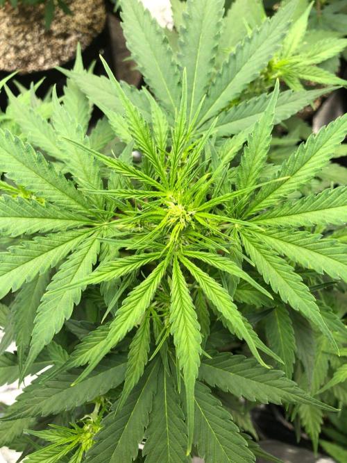 Neville's Haze Auto Spliff Seeds Indoor. Week 5