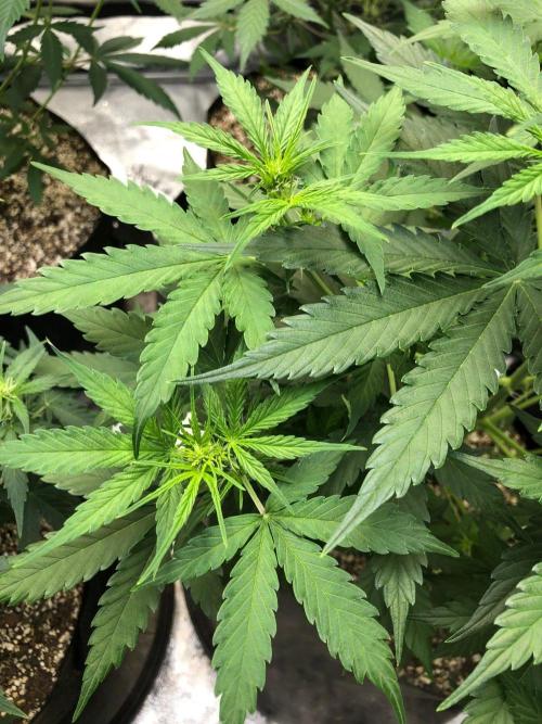 Neville's Haze Auto Spliff Seeds Indoor. Week 5
