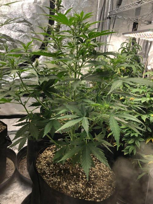Neville's Haze Auto Spliff Seeds Indoor. Week 5