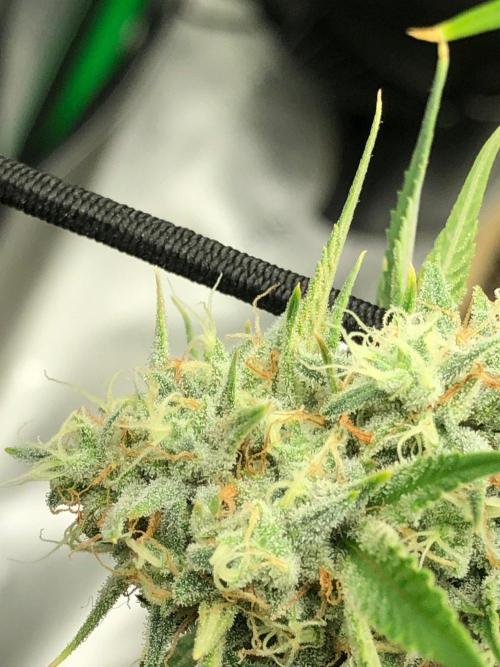 Acapulco Gold (auto) SeedSupreme Indoor. Week 11